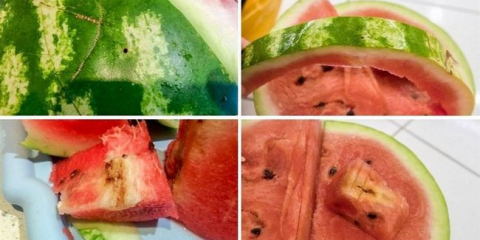 Jak si vybrat zralý meloun